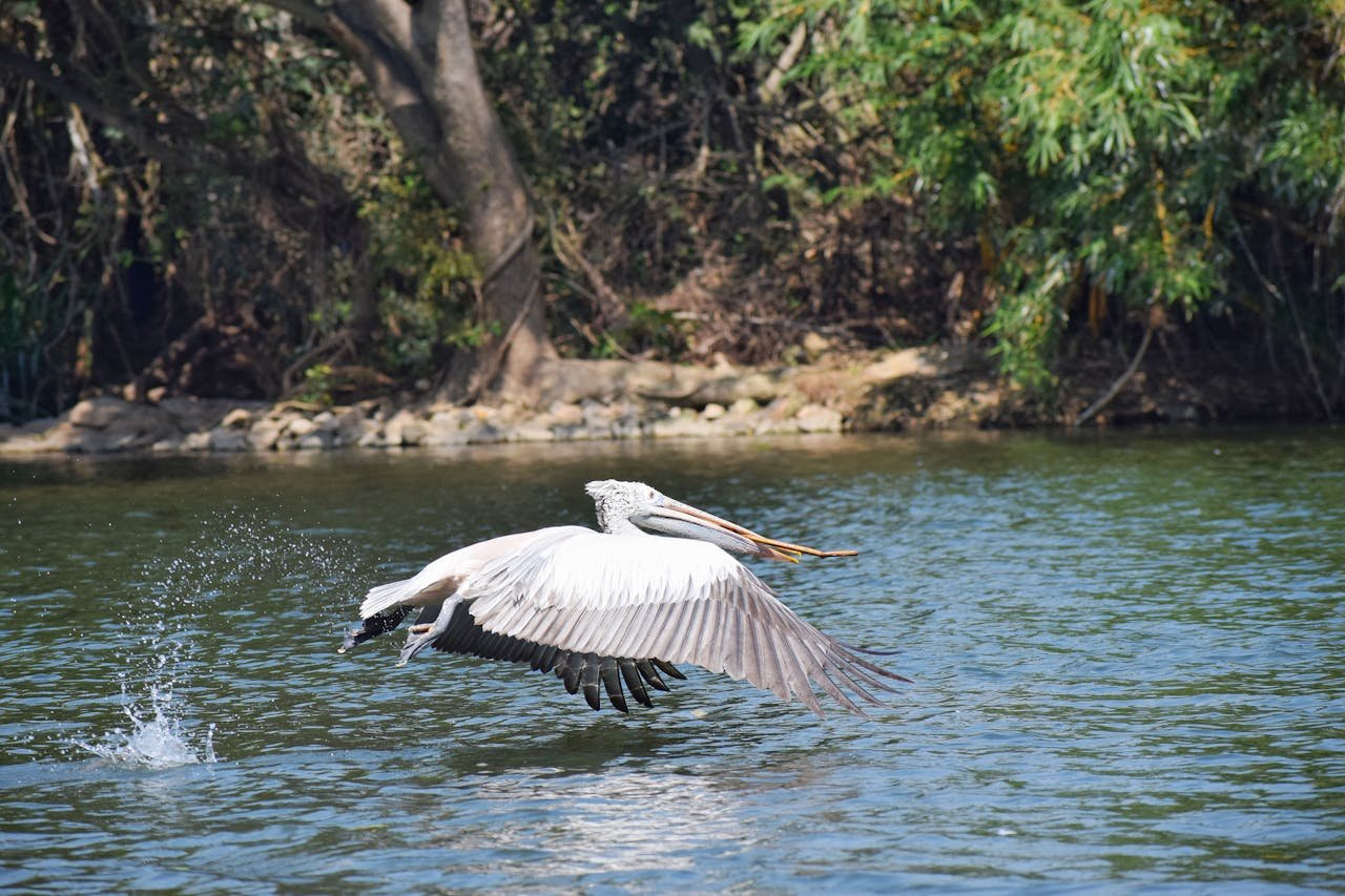 A pelican in flight over a serene body of water surrounded by lush foliage.